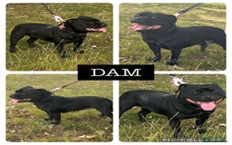 Staffordshire Bull Terrier dogs for sale: KC Staffordshire Bull Terrier Puppies 🖤 - Image 2