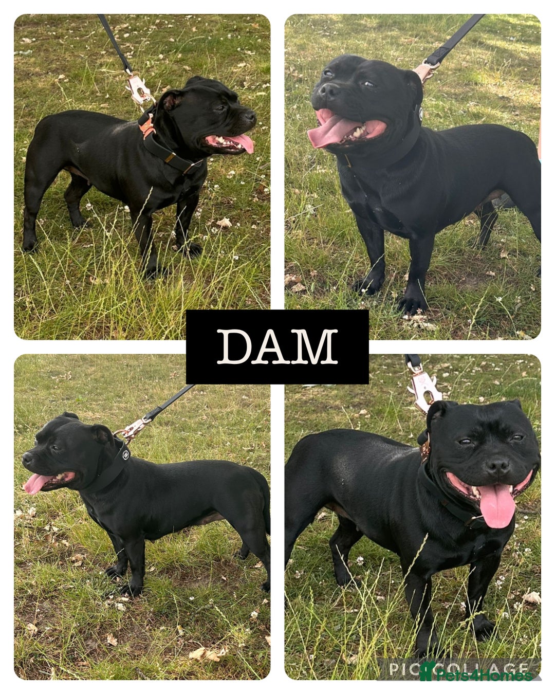 Staffordshire Bull Terrier dogs for sale: KC Staffordshire Bull Terrier Puppies 🖤 - Image 2