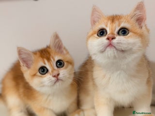 British Shorthair cats Last two Golden Chinchilla ny12 boys - Advert 11