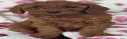 Cavapoo dogs for sale: ⭐️Top Quality Health Tested Toy Cavapoo Puppies⭐️ - Advert 25