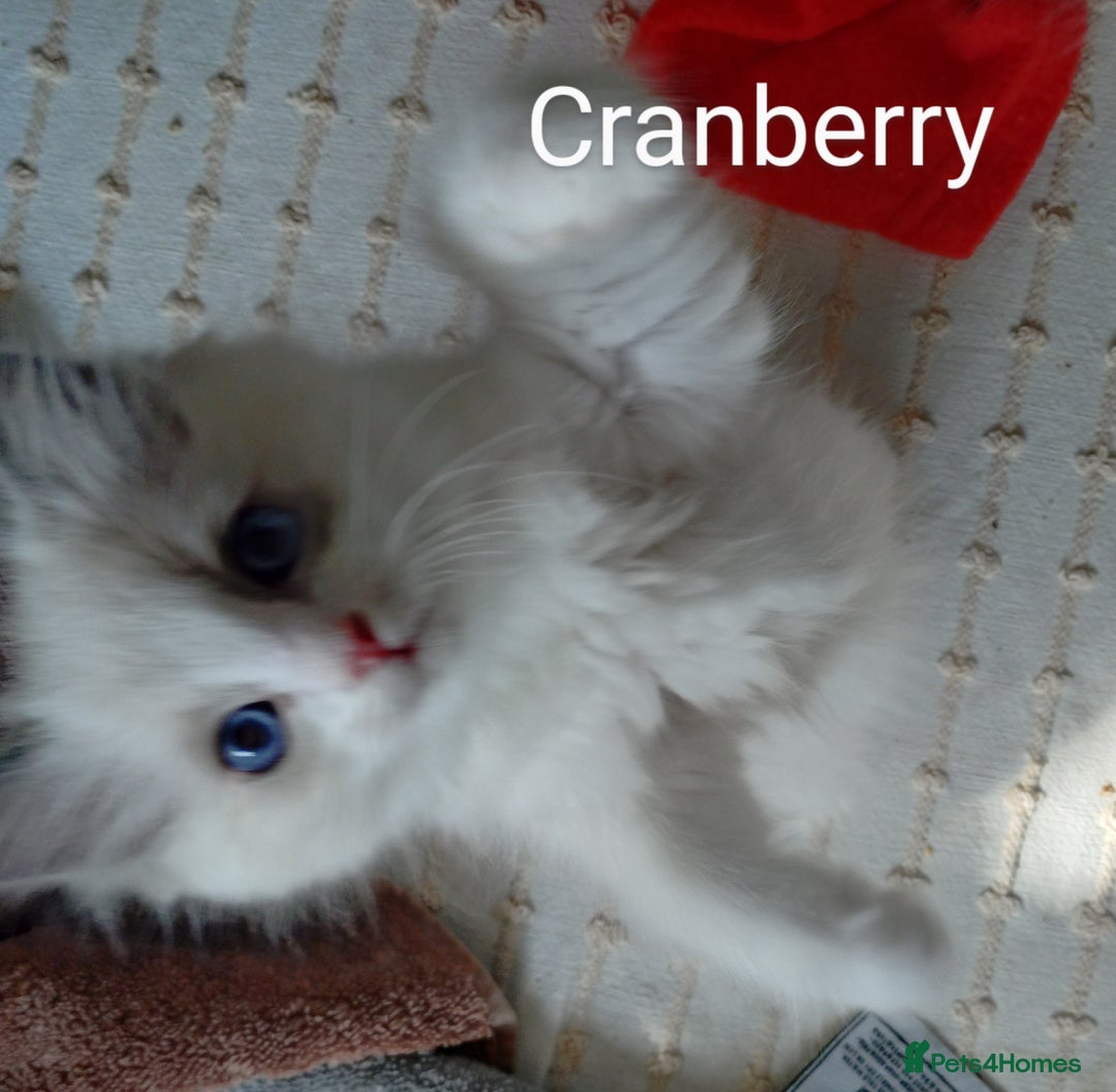 Ragdoll cats for sale: GCCF pedigree ragdoll kittens for sale £850 -£1100 - Image 30