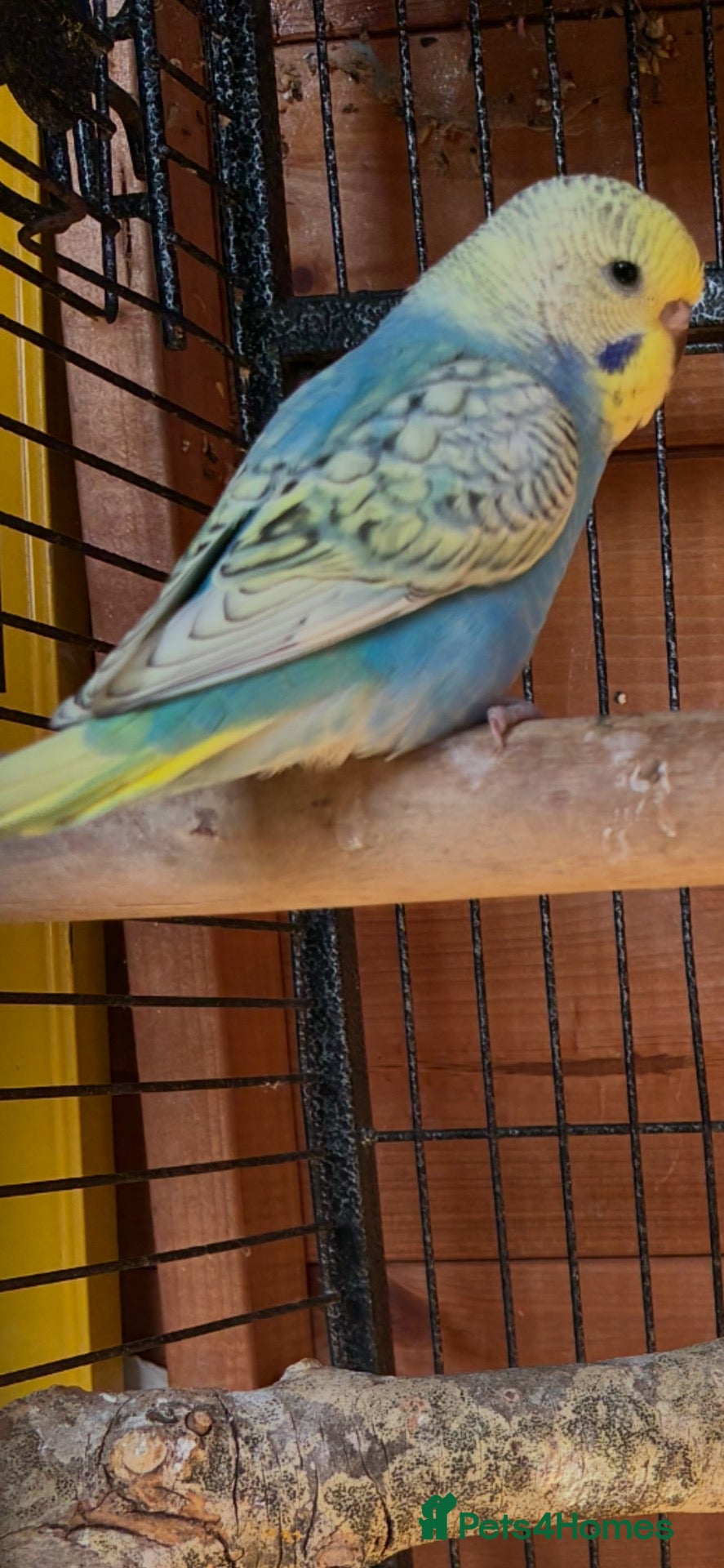 Budgerigars birds Budgies  - Advert 1