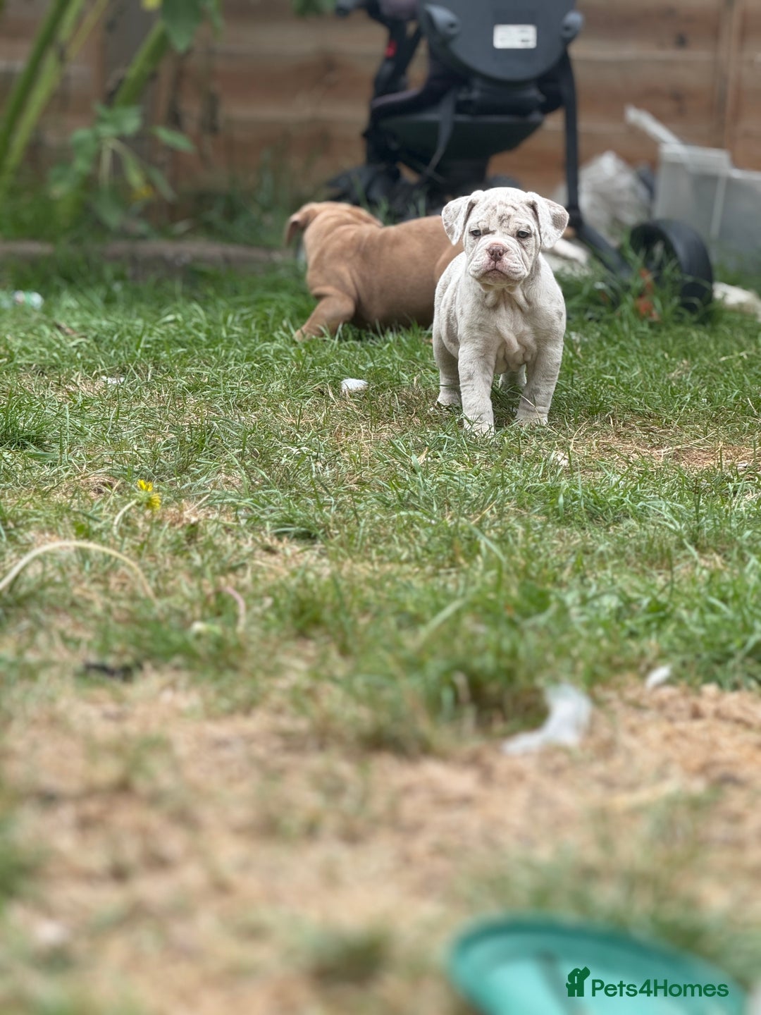 Mixed Breed dogs for sale: Beautiful lilac cane Corso x bulldog pups  - Image 27