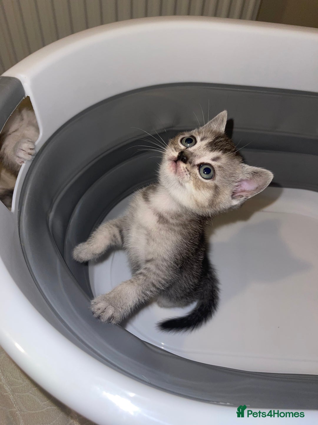 British Shorthair cats for sale: British short hair kittens - Image 24