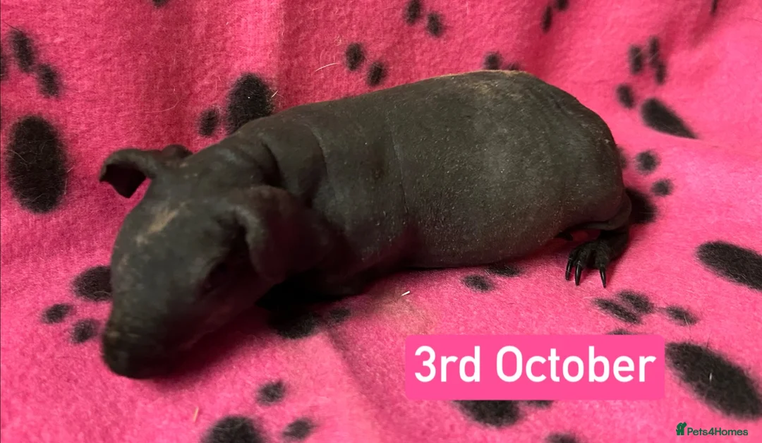 Guinea Pig rodents for sale: Skinny Pig Sows  - Advert 2