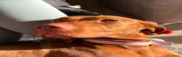 Hungarian Vizsla dogs for sale: KC Registered Hungarian Viszla litter  - Advert 14