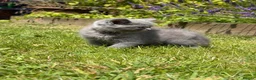 British Shorthair cats for sale: British short haired kittens - Advert 3