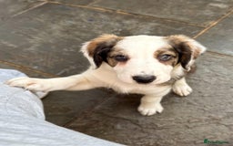 Mixed Breed dogs for sale: Beautiful Cocker X Collie Pups  - Image 2