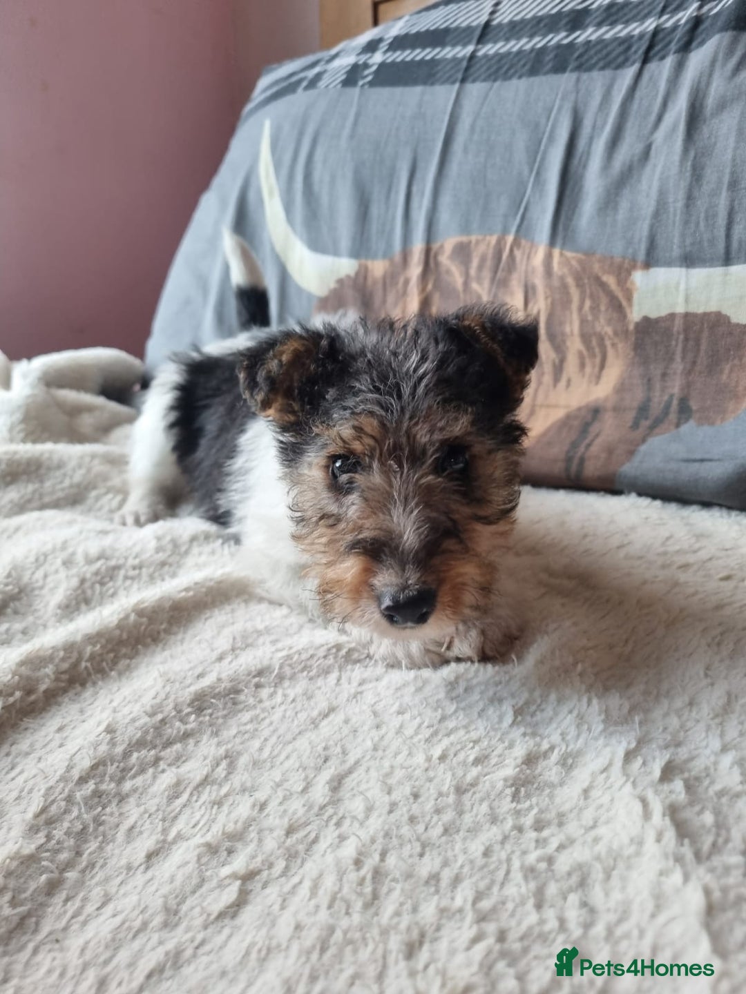 Fox Terrier dogs for sale: KC Wire Fox Terrier puppies for sale - Advert 2