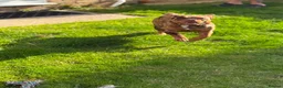 Olde English Bulldogge dogs for sale: Daisy  - Advert 3
