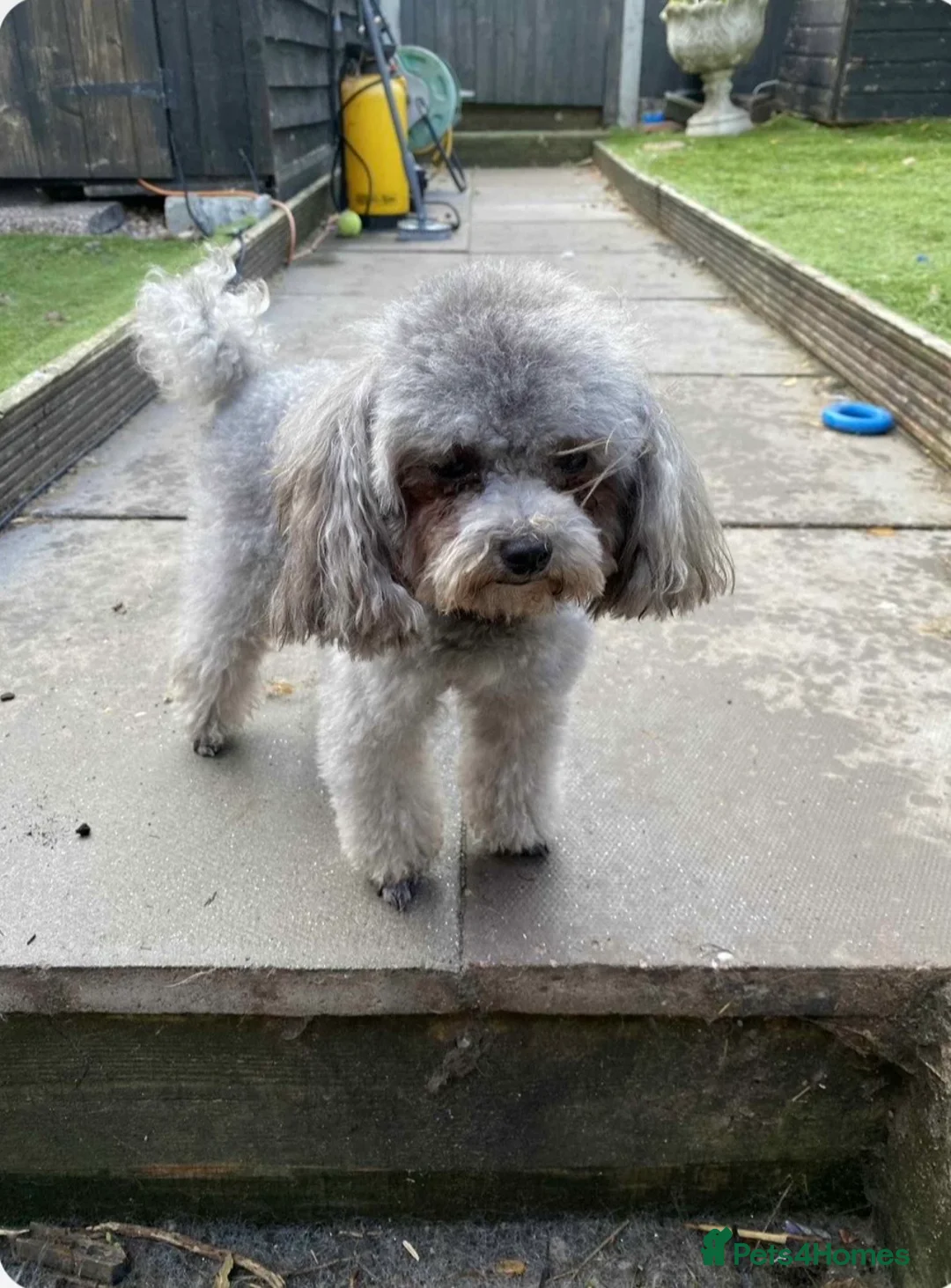 Shihpoo dogs for sale: Tiny Shih poo ready now  - Advert 3