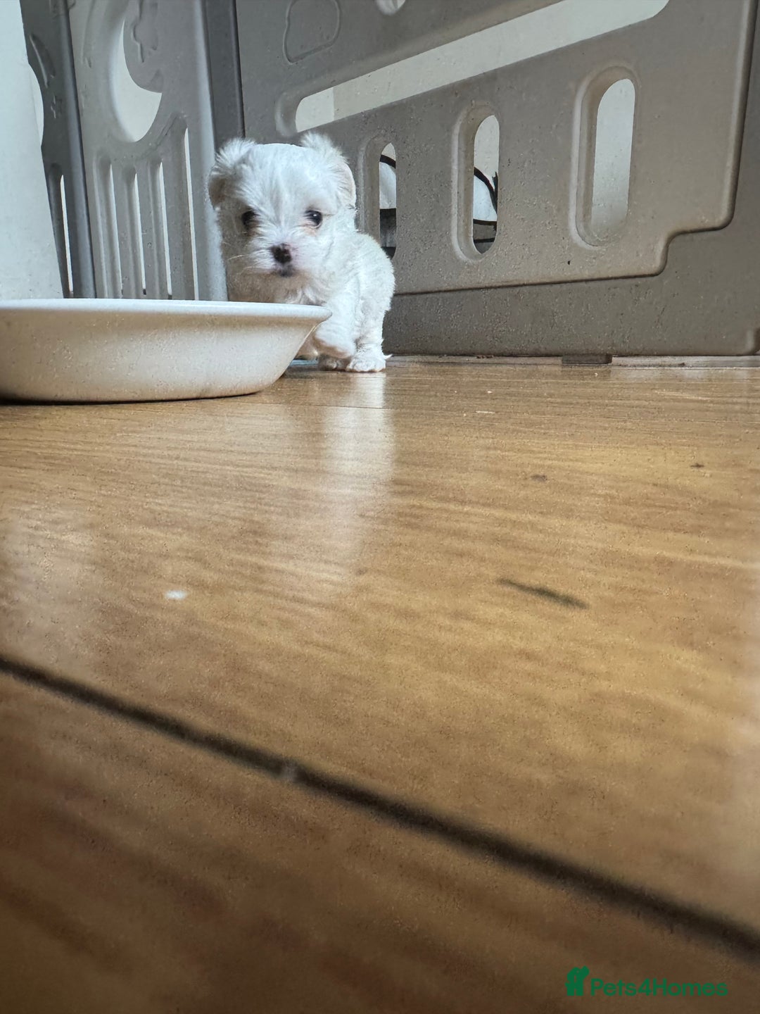 Maltese dogs for sale: Puppy  - Image 4