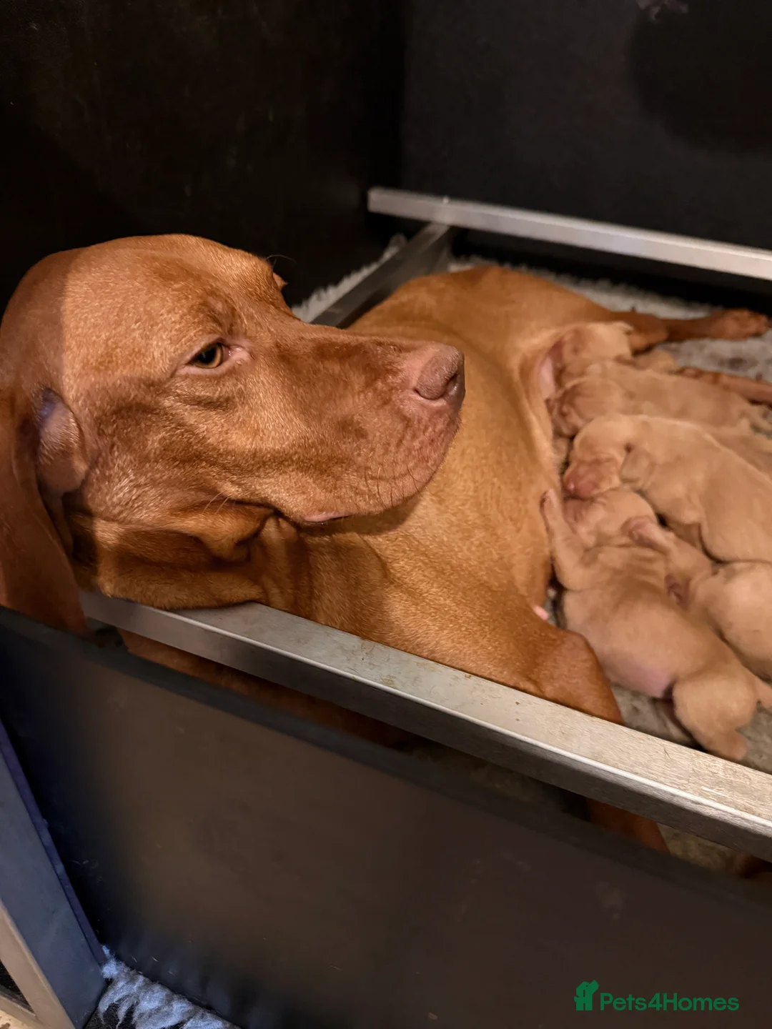 Hungarian Vizsla dogs for sale: KC Reg Hungarian Vizsla Pups Health Tested Parents - Advert 1