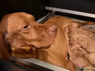 Hungarian Vizsla dogs KC Reg Hungarian Vizsla Pups Health Tested Parents - Advert 5