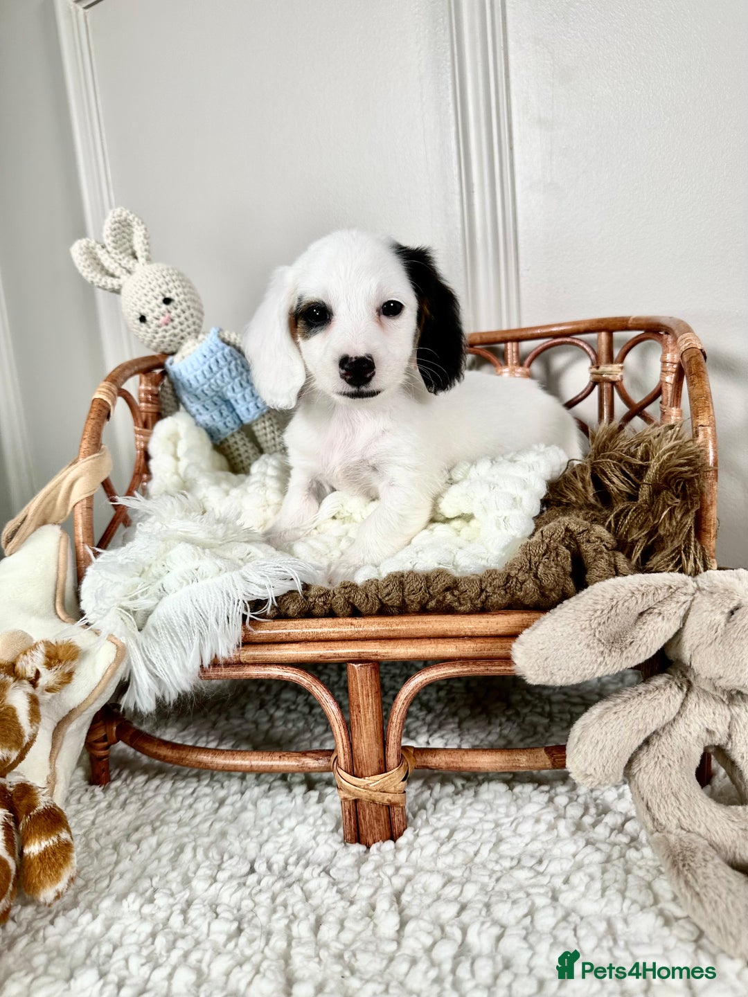 Miniature Dachshund dogs for sale: 𝕃𝕠𝕟𝕘 𝕙𝕒𝕚𝕣 𝕞𝕚𝕟𝕚 𝔻𝕒𝕔𝕙𝕤𝕙𝕦𝕟𝕕𝕤 - Image 7