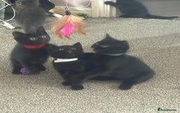 Domestic Shorthair cats for sale: 5⭐️homes wanted for beautiful, playful kittens - Advert 11