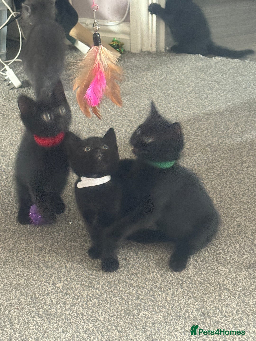 Domestic Shorthair cats for sale: 5⭐️homes wanted for beautiful, playful kittens - Advert 11