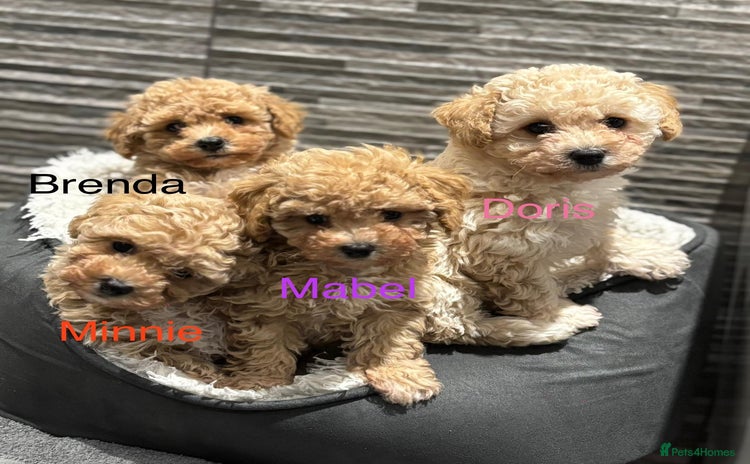 Poochon dogs 4 Poochons,  All Girls 💝Ready Now in Cheshire  - Advert 1