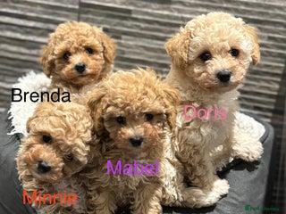 Poochon dogs 4 Poochons, All Girls 💝Ready Now in Cheshire - Advert 1
