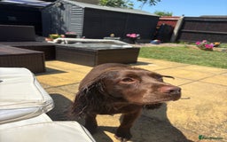 Cocker Spaniel dogs for sale: Cocker Spaniel Puppies ready 22nd October  - Image 20