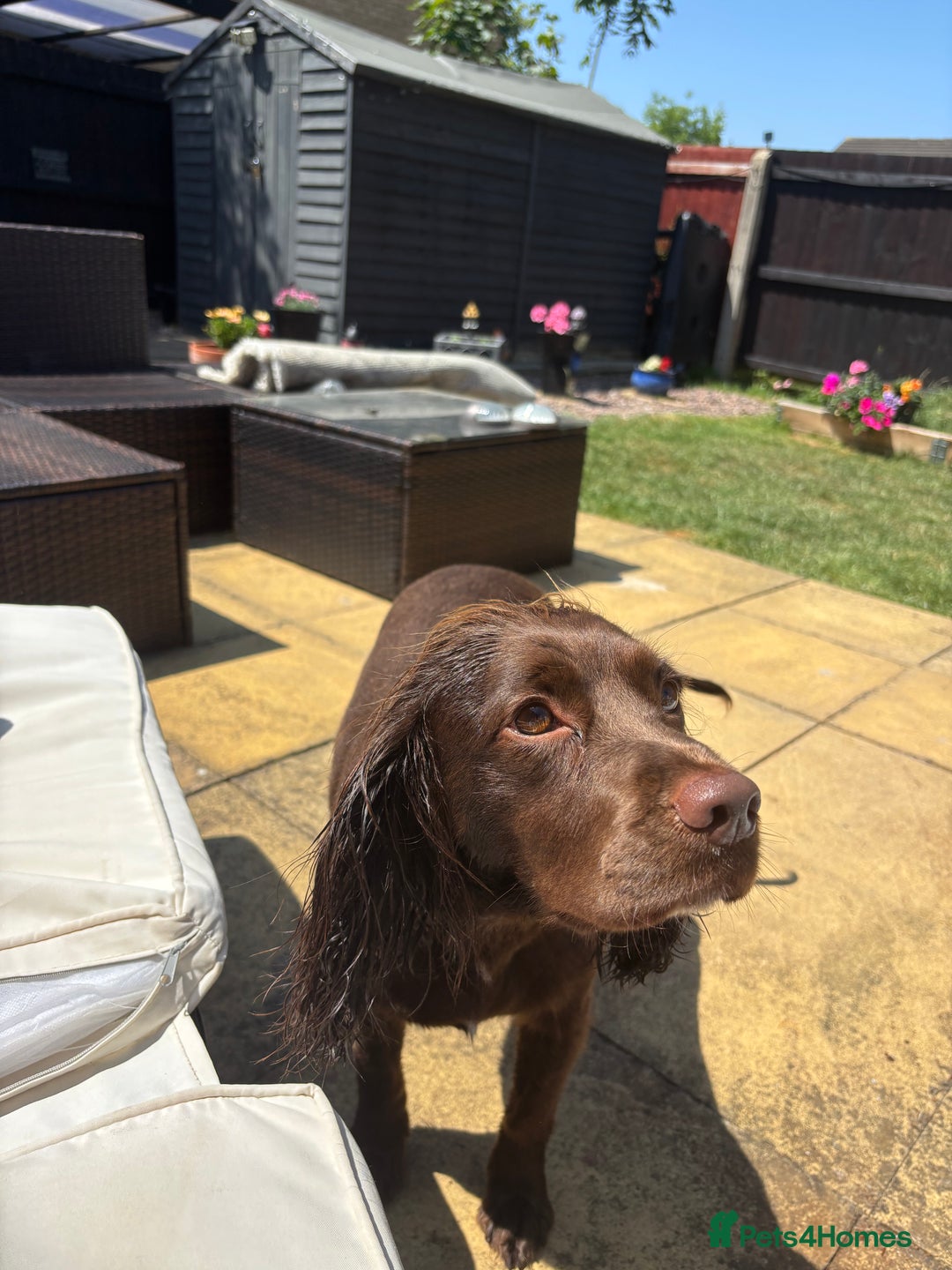 Cocker Spaniel dogs for sale: Cocker Spaniel Puppies ready 22nd October  - Image 20
