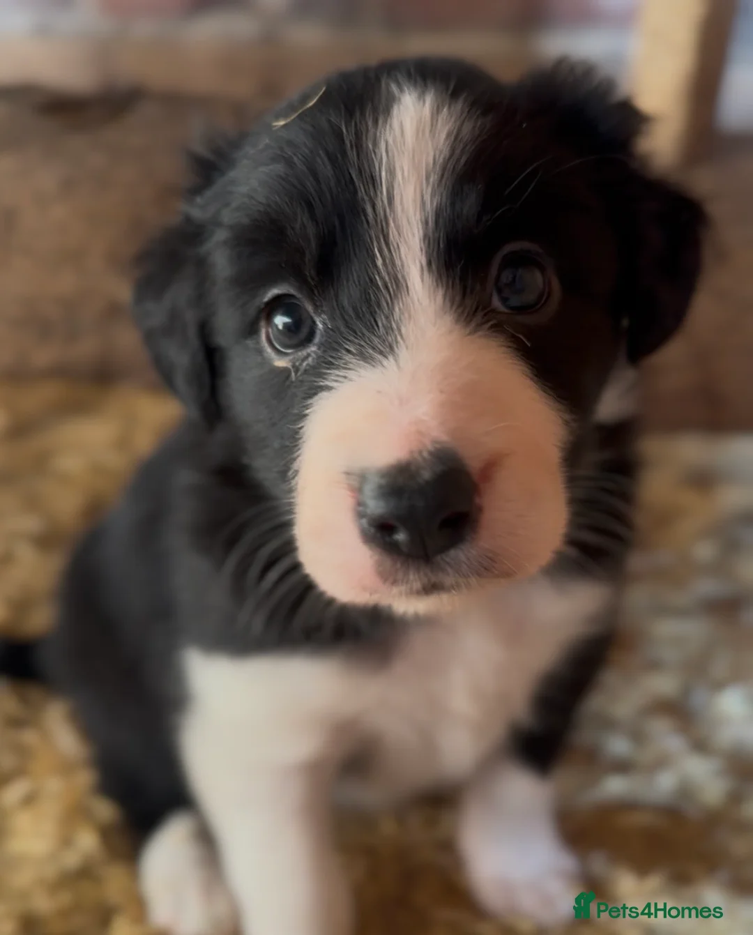 Border Collie dogs for sale: 3 adorable friendly girls ready to find a new home - Advert 2