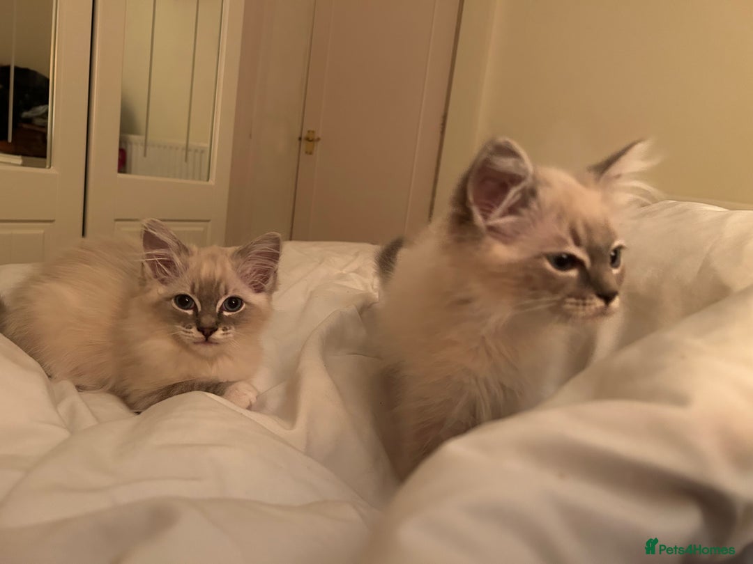 Ragdoll cats for sale: Pedigree Blue & Seal Ragdoll kittens in Oswestry - Image 12