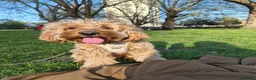 Cockapoo dogs for stud: Handsome Cockapoo for Stud in London - Advert 2