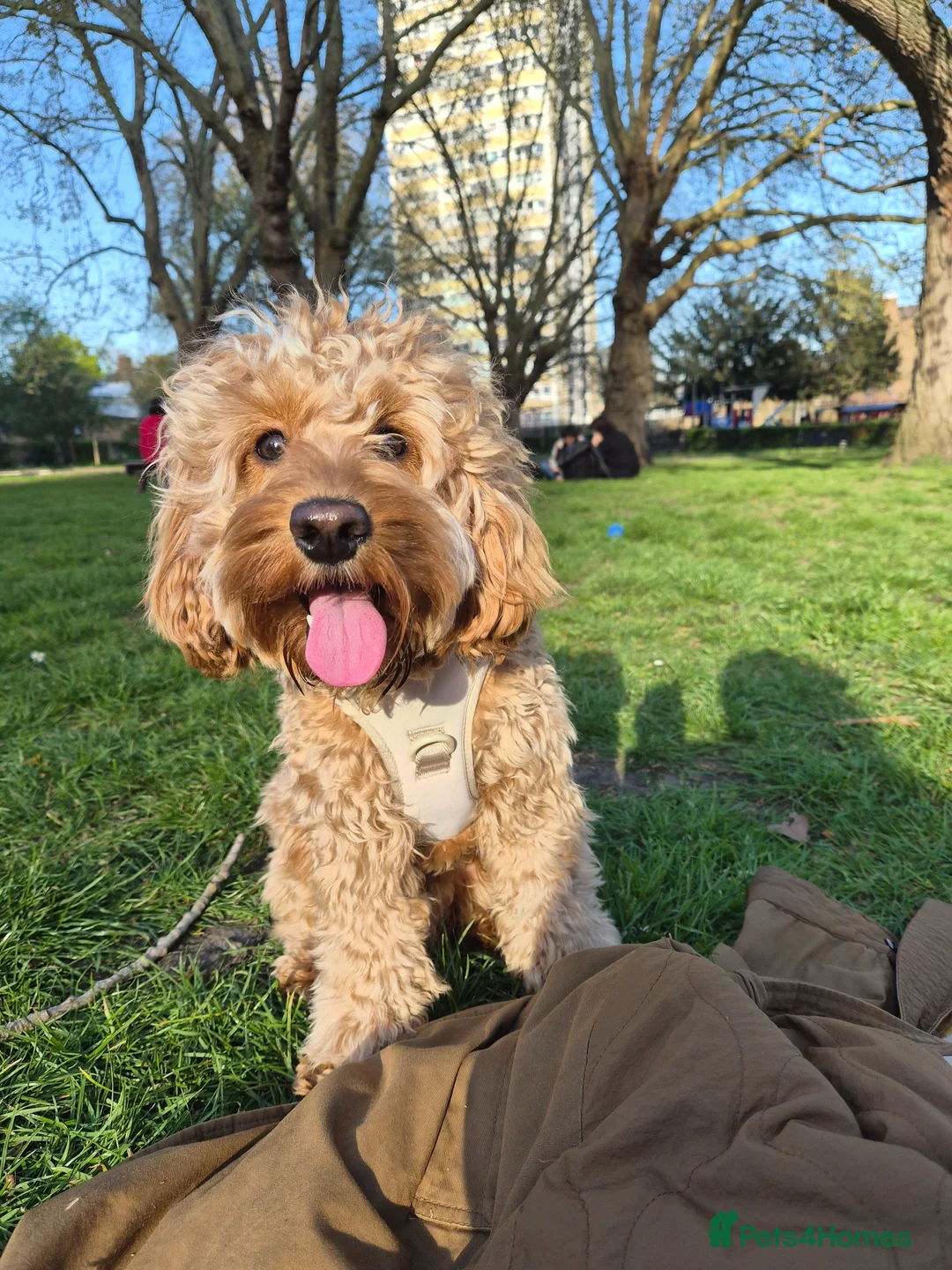 Cockapoo dogs for stud: Handsome Cockapoo for Stud in London - Advert 2