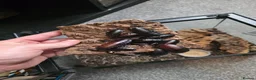 Cockroaches invertebrates for sale: Madagascan hissing cockroaches for sale - Advert 2