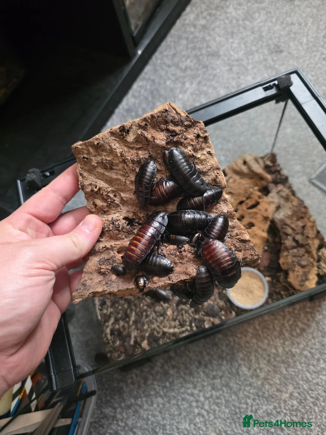 Cockroaches invertebrates for sale: Madagascan hissing cockroaches for sale - Advert 2