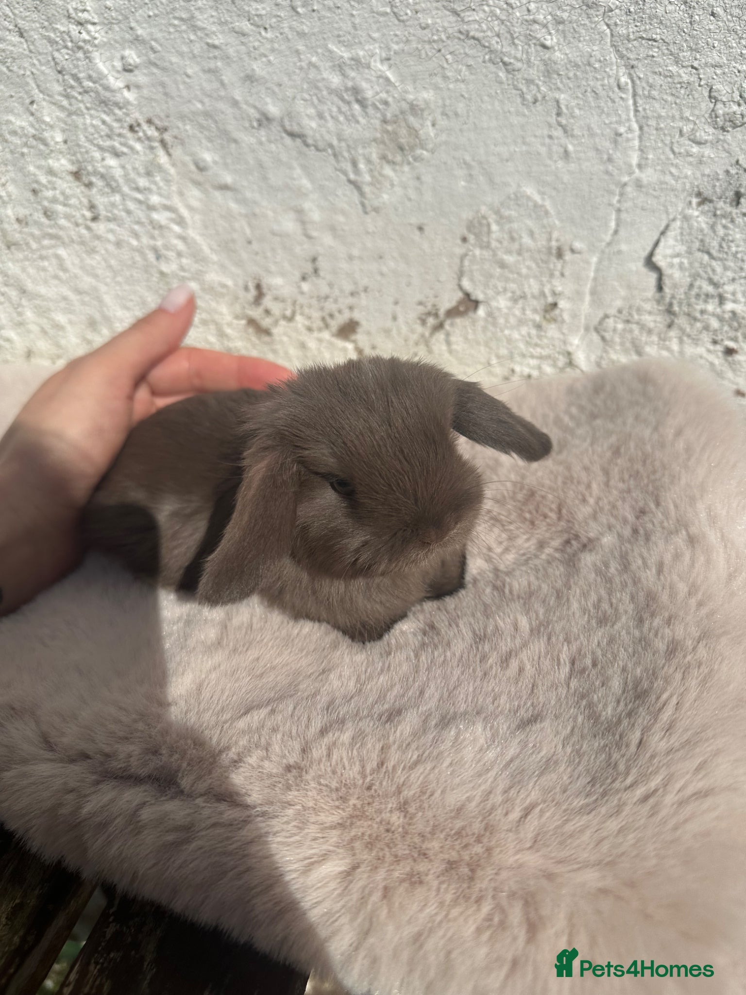 Mini Lop rabbits Beautiful Chocolate & Beige Mini Lops  - Advert 1