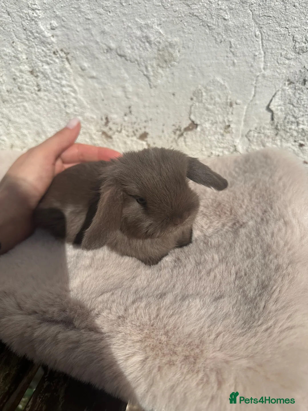 Mini Lop rabbits for sale: Beautiful Chocolate & Beige Mini Lops  - Advert 1