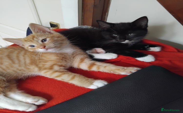 Mixed Breed cats - Advert 2