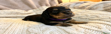 Miniature Dachshund Puppy 3