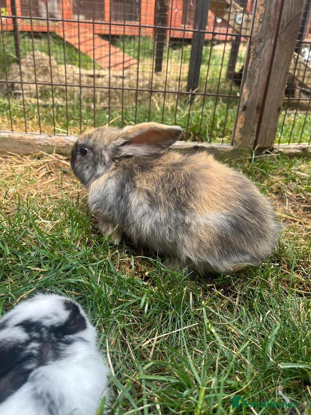 English Lop rabbits for sale: Beautiful bunnies in Pontefract - Image 12