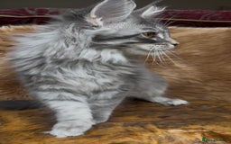 Maine Coon cats for sale: 🏆 PEDIGREE MAINE COON KITTENS GCCF 🏆  - Image 3
