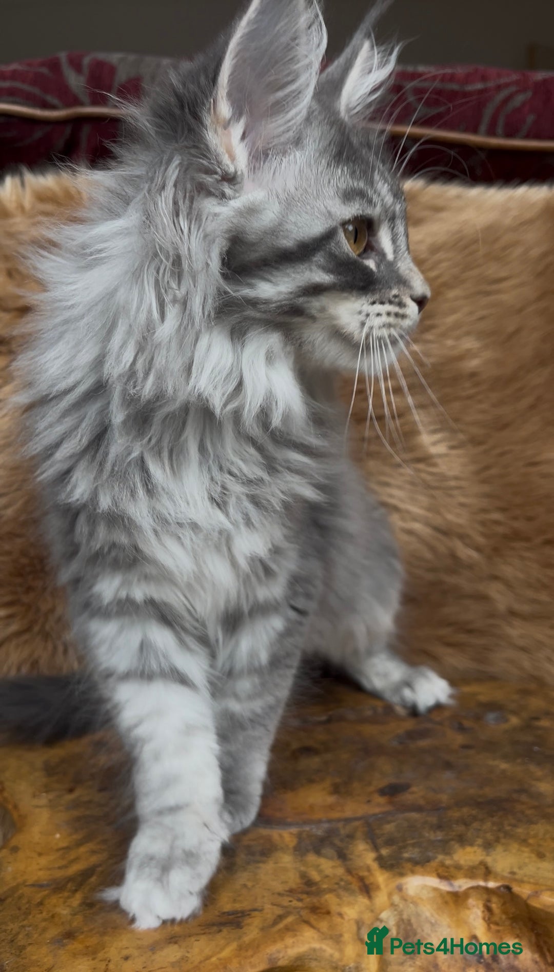 Maine Coon cats for sale: 🏆 PEDIGREE MAINE COON KITTENS GCCF 🏆  - Image 3