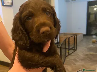 Cocker Spaniel dogs Cocker spaniel male - Advert 1