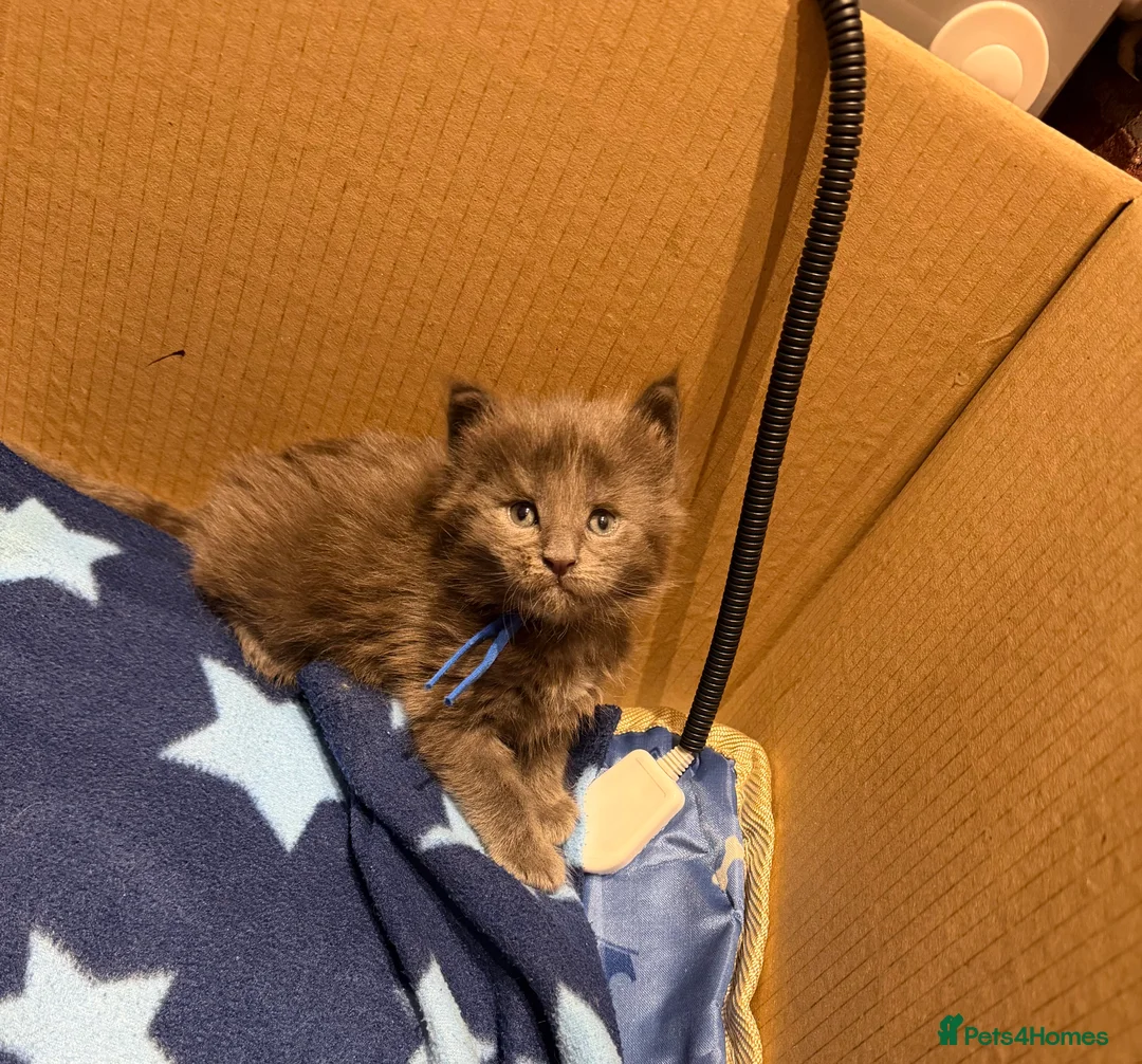 Maine Coon cats for sale: XXL MAINECOON MALE KITTENS  - Advert 8