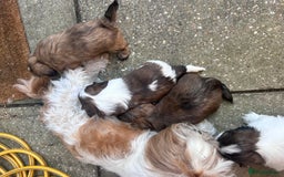 Shih Tzu dogs for sale: ShihTzu  - Image 9