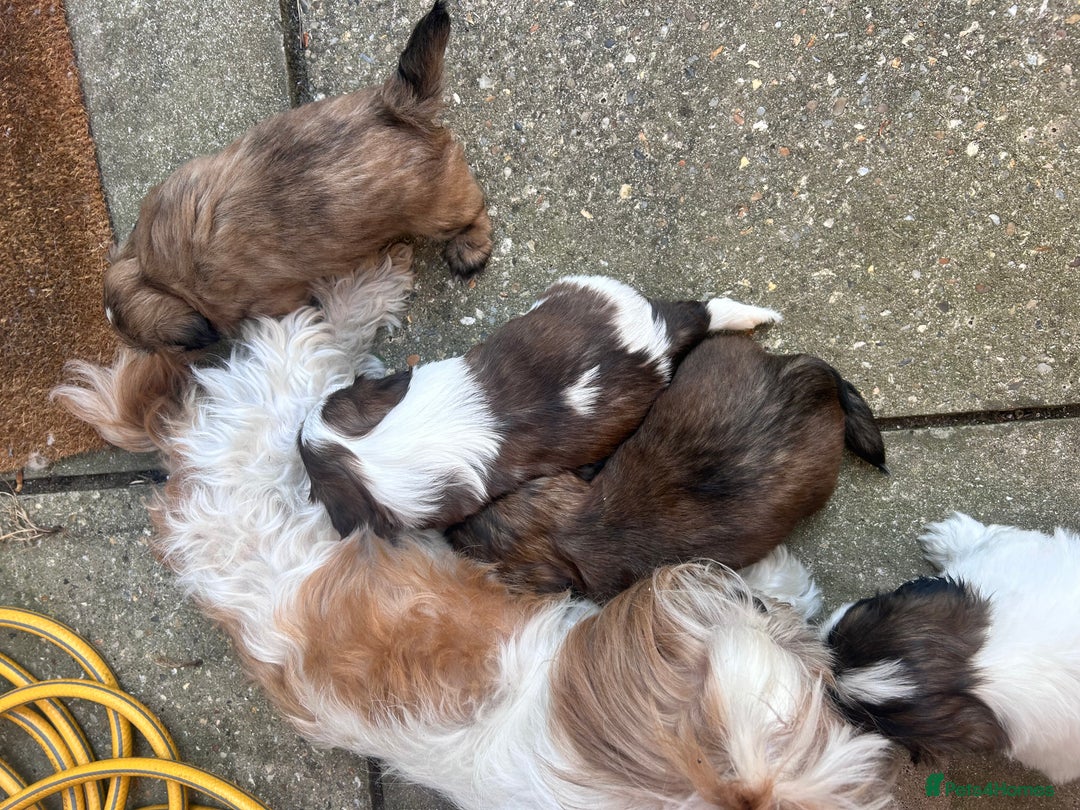 Shih Tzu dogs for sale: ShihTzu  - Image 9