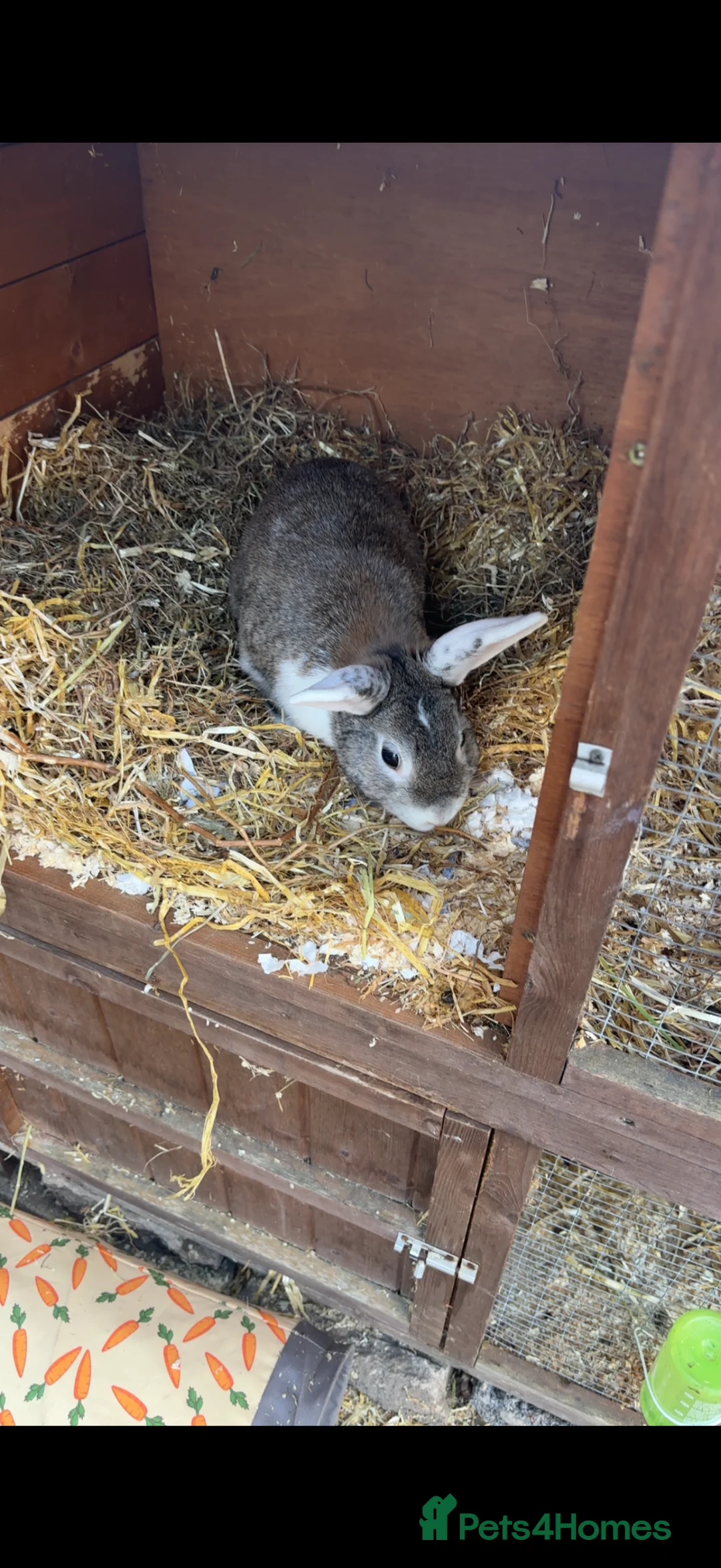 Lionhead rabbits for sale: 2 rabbits (bonded pair)  - Advert 2