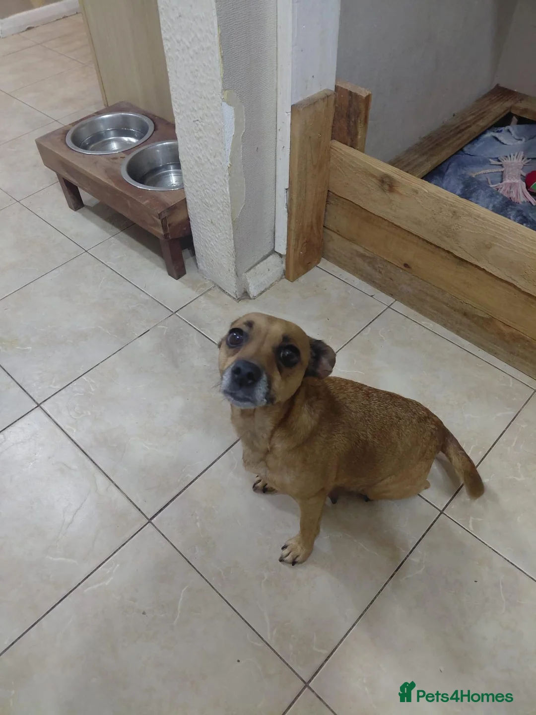 Jack Russell dogs for sale: 8 Beautiful Jack russell puppies - Advert 9