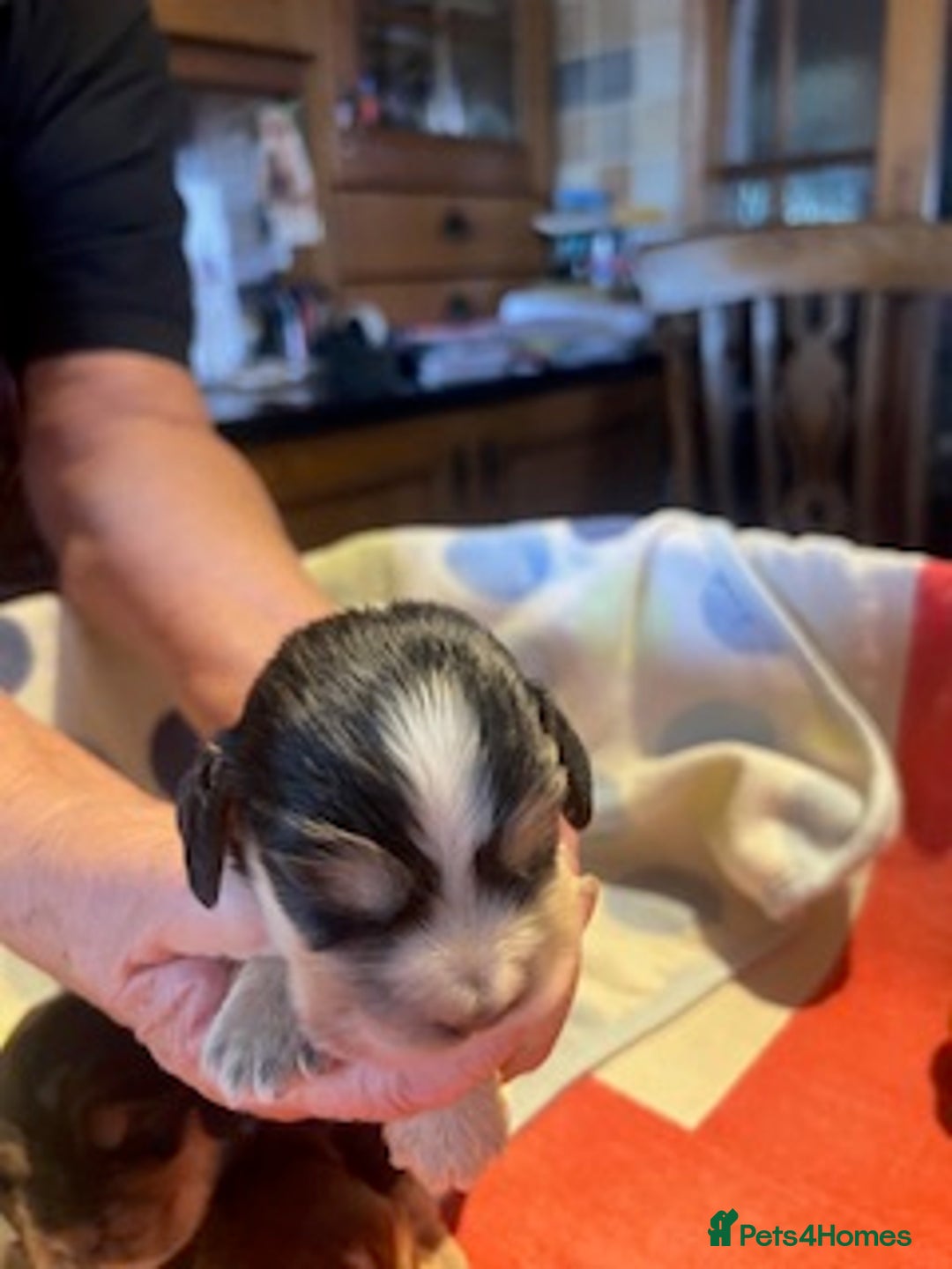 Cocker Spaniel dogs for sale: lyncham cocker spaniels - Image 1