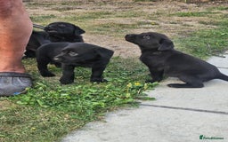 Labrador Retriever dogs for sale: Black Labrador Puppies for sale - Image 6
