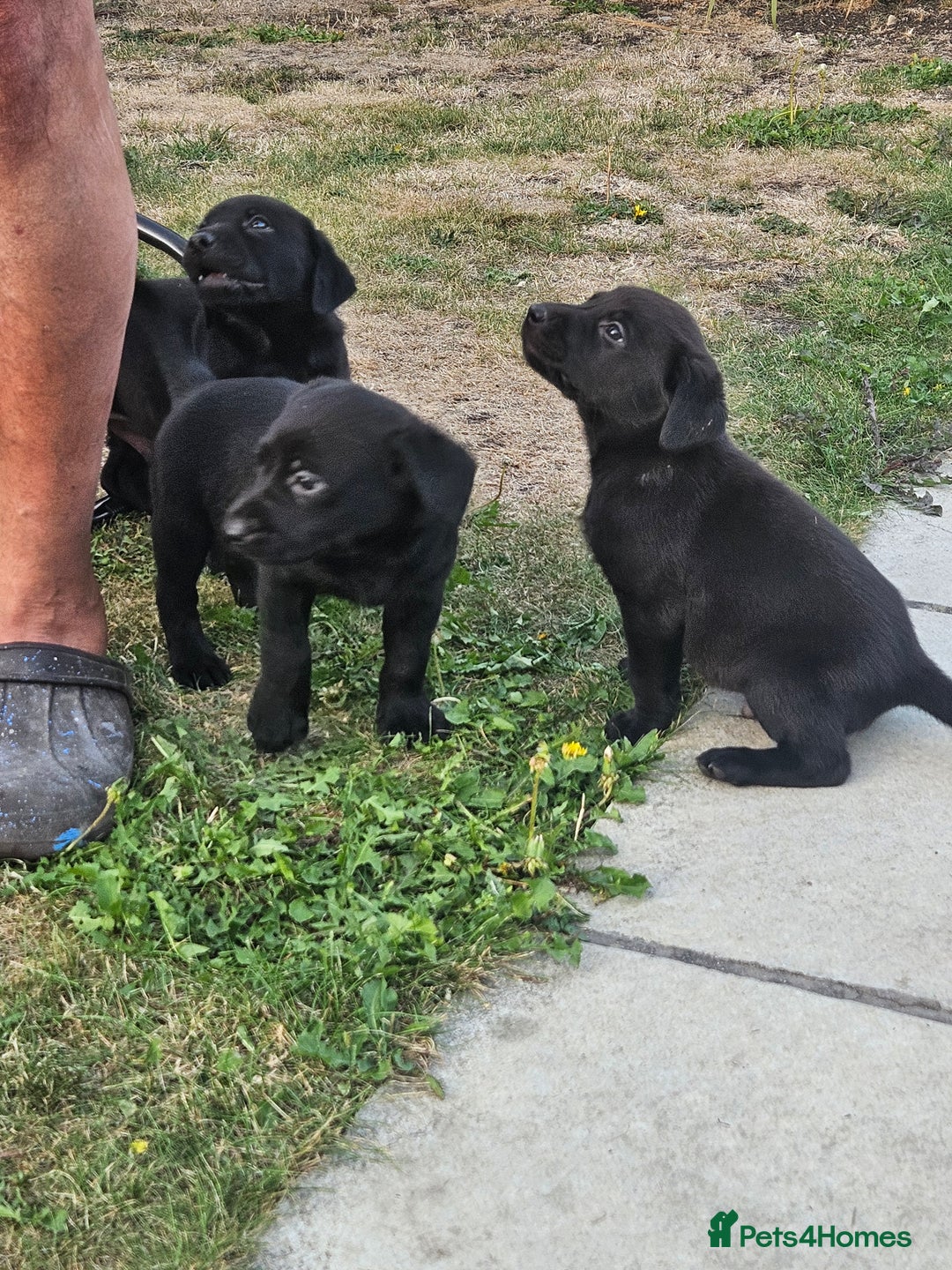 Labrador Retriever dogs for sale: Black Labrador Puppies for sale - Image 6