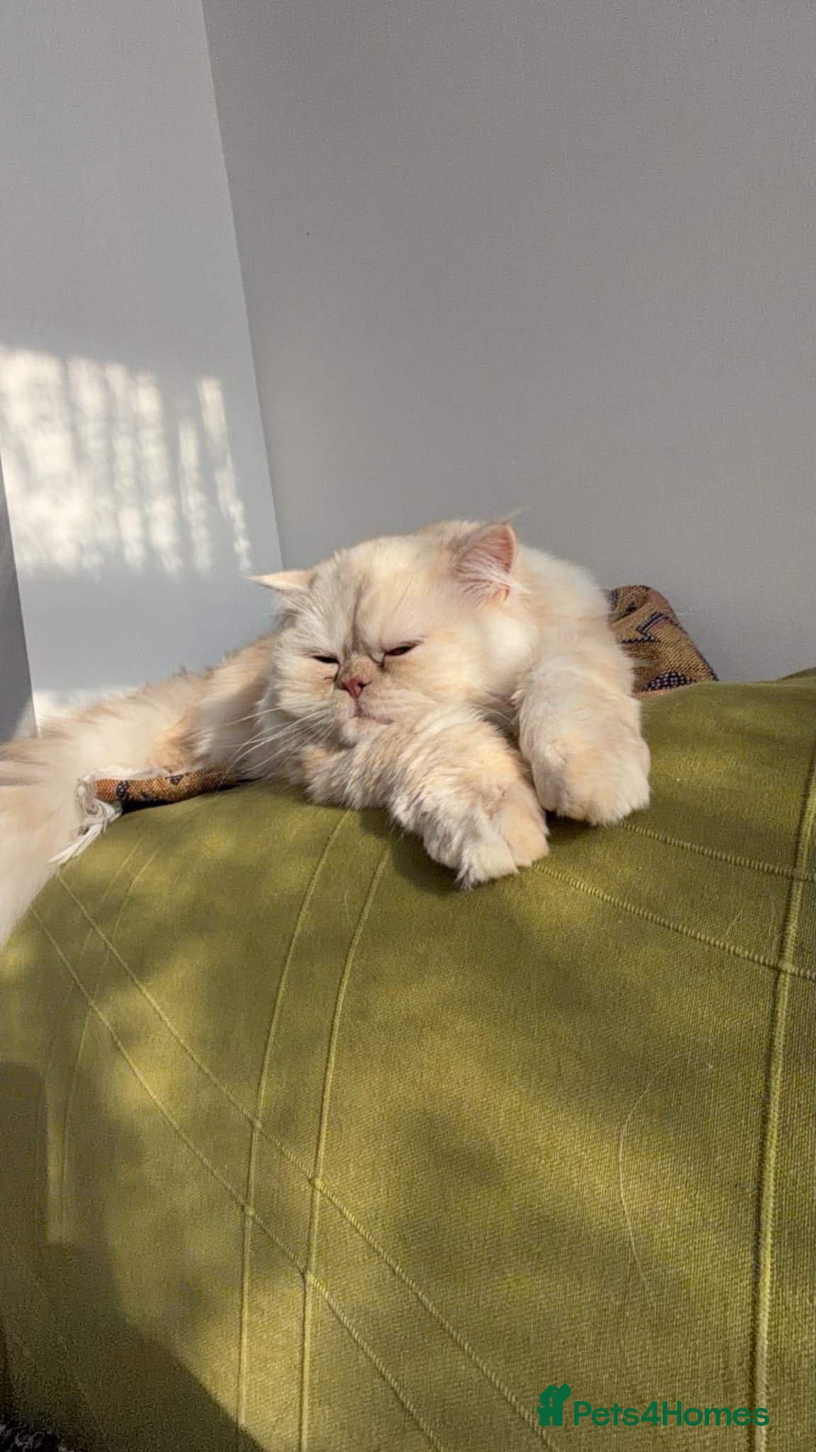 Persian cats Cream Persian for sale  - Advert 12