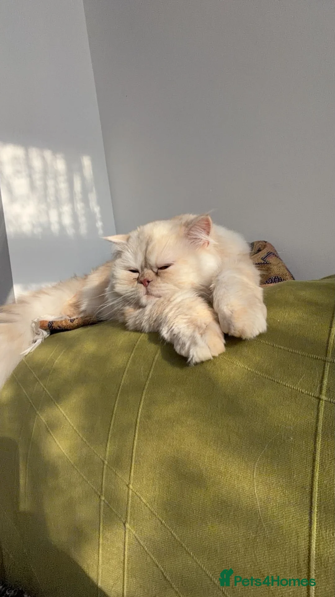 Persian cats for sale: Cream Persian for sale  in Sheffield - Advert 1