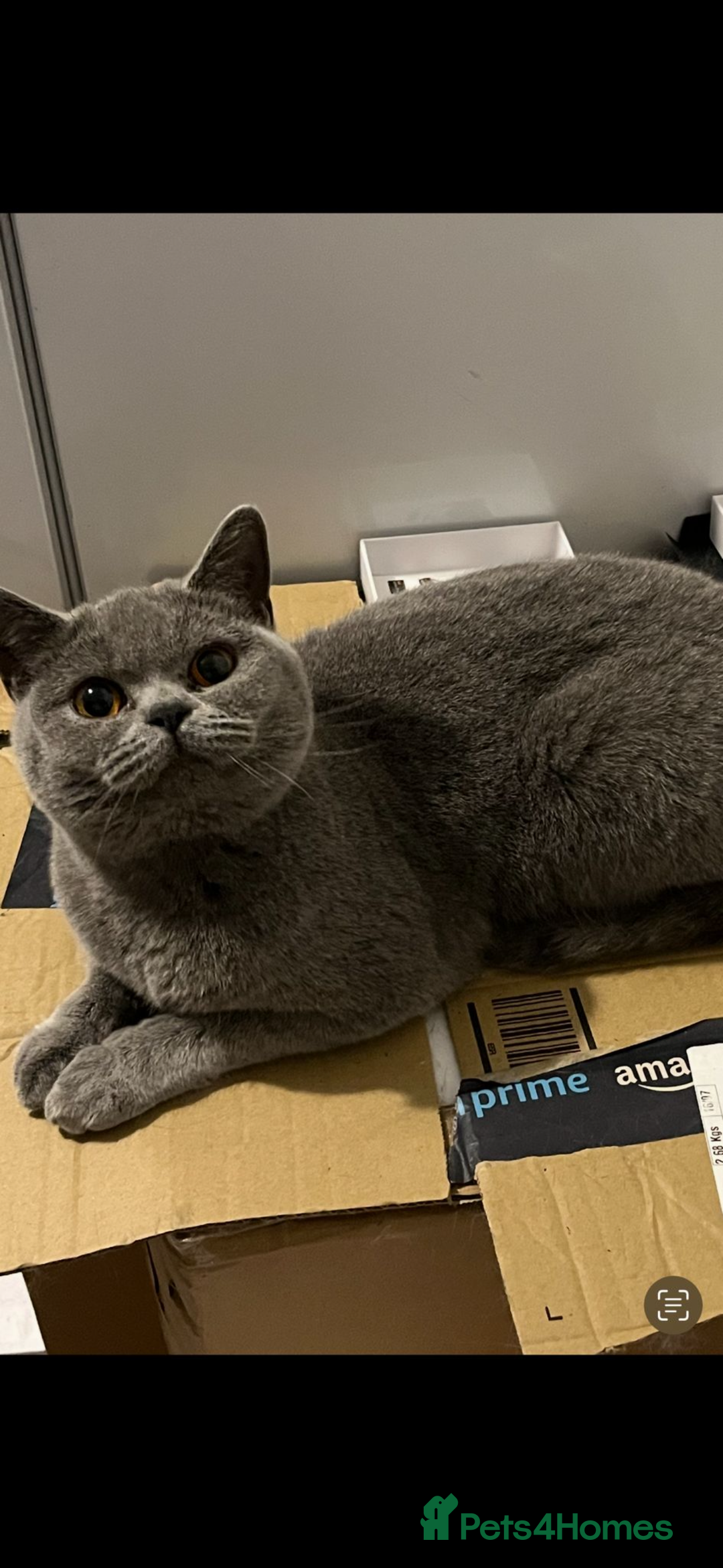 British Shorthair cats for sale: British short hair female  - Image 3